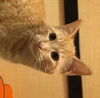 Scully