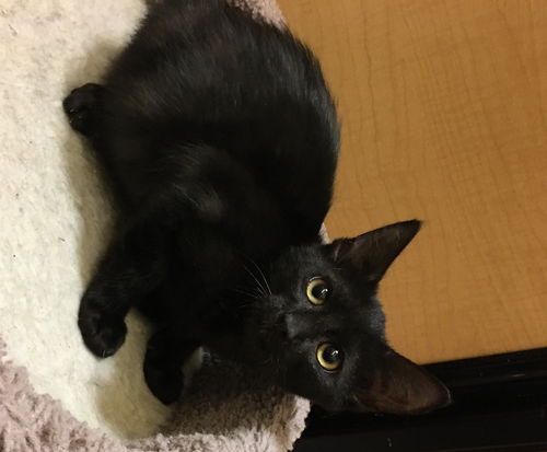 Binx