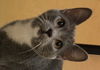 Sawyer
