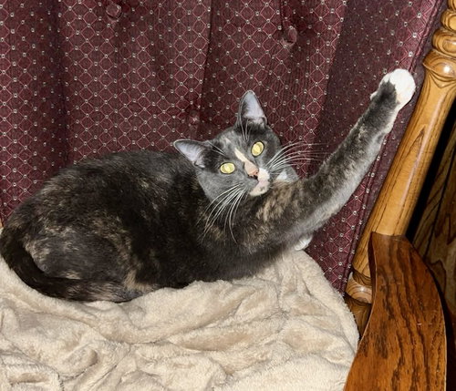 MILA - Domestic Short Hair available for adoption