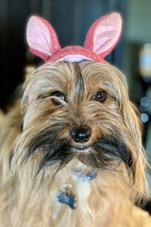 Chewbacca