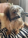 Chewbacca