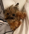 Chewbacca