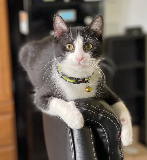 YOYO - Domestic Short Hair / Tuxedo available for adoption
