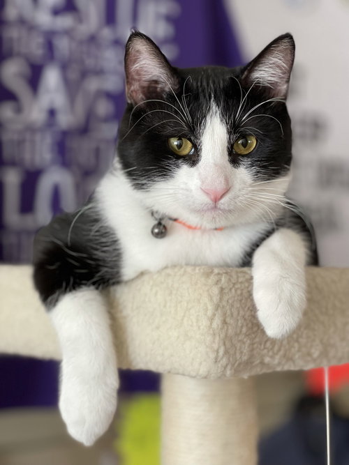 YOYO - Domestic Short Hair / Tuxedo available for adoption