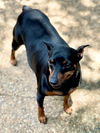 Karo