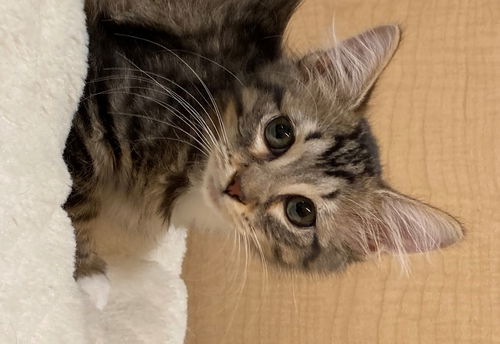 Lila