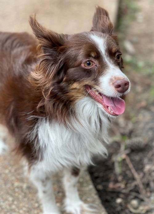 Sammie
