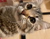 Lizzie
