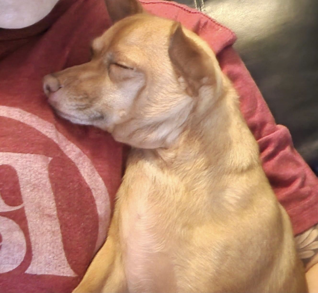 adoptable Dog in Texarkana, TX named Nike