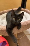 Pumpernickel
