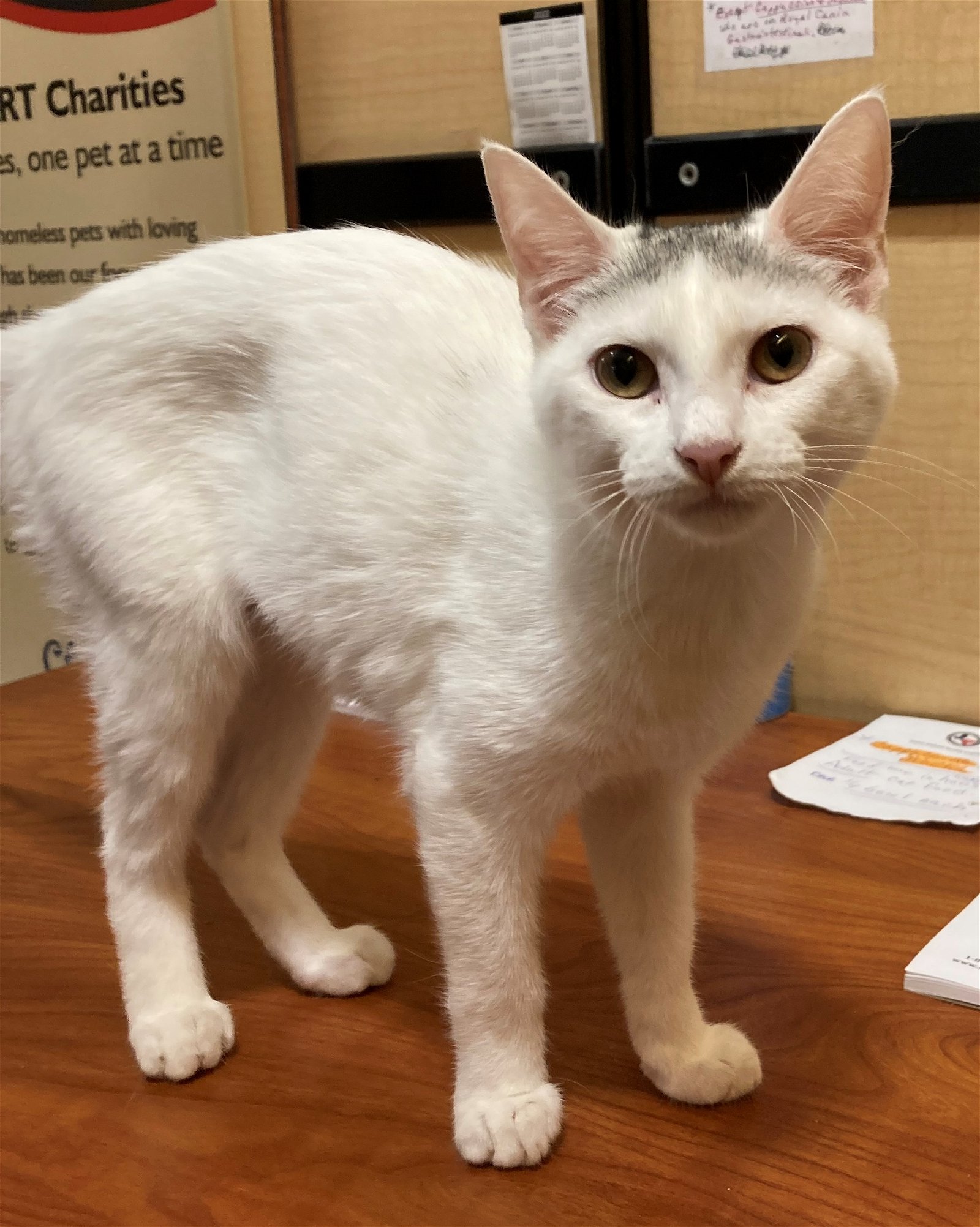 adoptable Cat in Texarkana, TX named Cotton