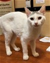 adoptable Cat in  named Cotton