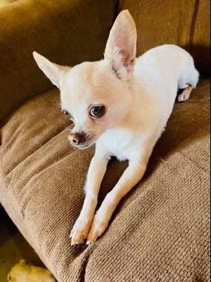 adoptable Dog in Texarkana, TX named Sammy Joe
