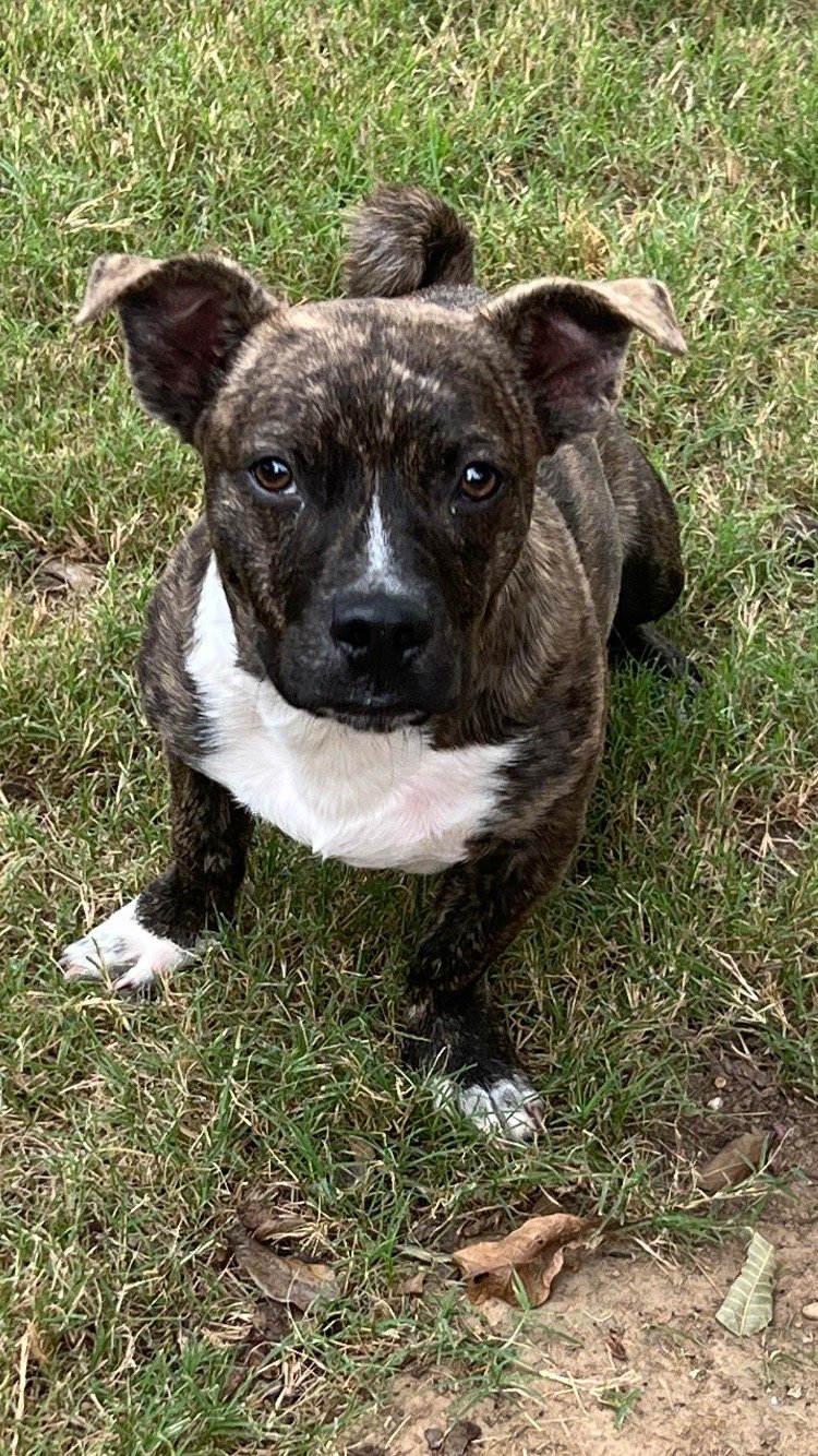 adoptable Dog in Texarkana, TX named Dobby