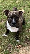adoptable Dog in texarkana, TX named Dobby