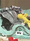 Shy