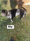 Shy