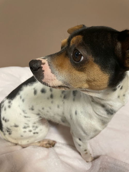 Dotty