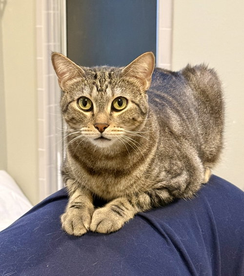 Loki, an adoptable Domestic Short Hair in Texarkana, TX