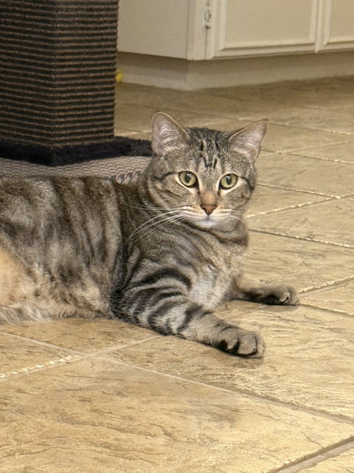 Photo 2 of Loki