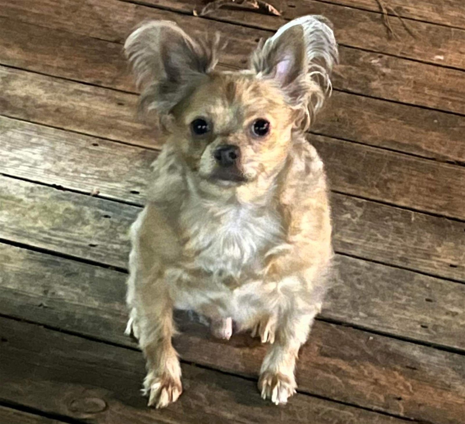 adoptable Dog in Texarkana, TX named Stoney