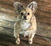 adoptable Dog in texarkana, AR named Stoney