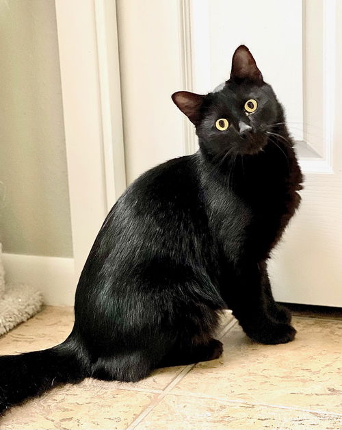 Loki