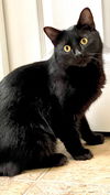Loki