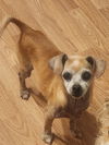 Zippy