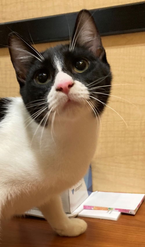 Domino