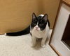 Domino