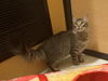 Evie