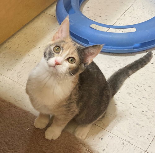 Priscilla