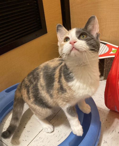 Penelope