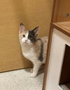Penelope