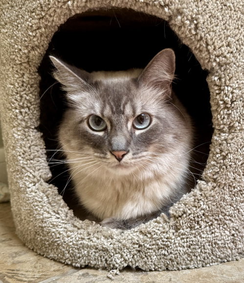 Thor, an adoptable Siamese in Texarkana, TX
