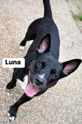 adoptable Dog in Texarkana, TX named Luna