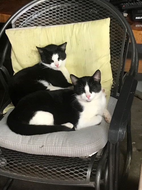 Tux