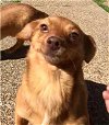 adoptable Dog in texarkana, TX named Charlie