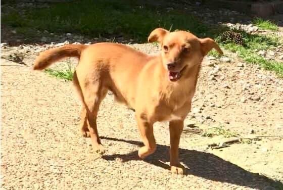adoptable Dog in Texarkana, TX named Archie