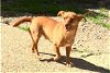 adoptable Dog in texarkana, TX named Archie