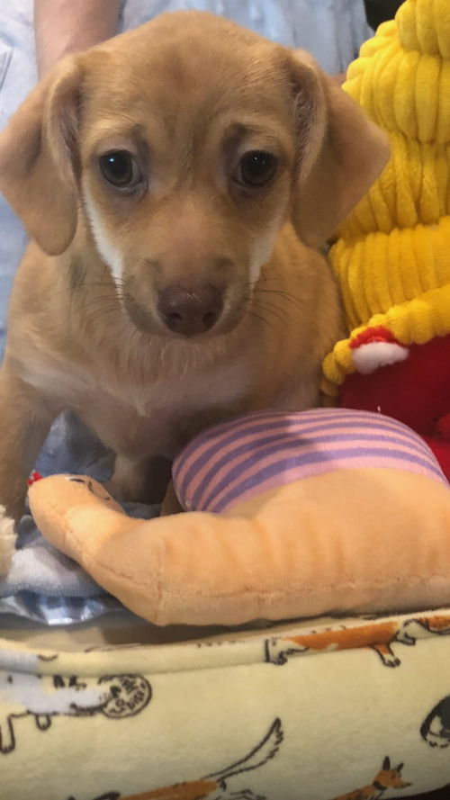 Lilo