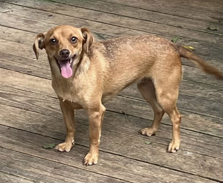 adoptable Dog in Texarkana, TX named Lily/ Originally Kiwi