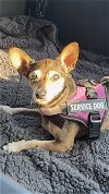 adoptable Dog in texarkana, TX named Gertrude  "Gertie"
