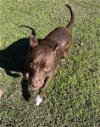 adoptable Dog in texarkana, TX named Hoss