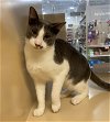 adoptable Cat in texarkana, TX named Greyson