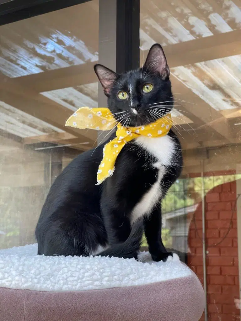 Saki - Domestic Short Hair