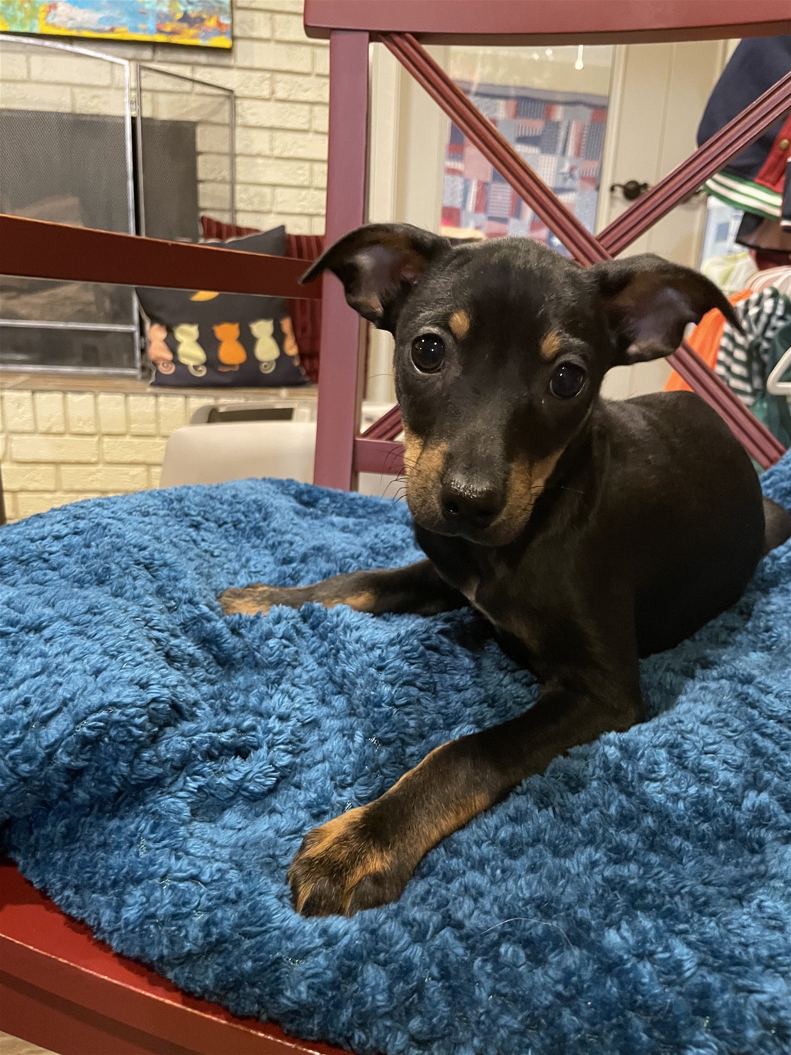 adoptable Dog in Texarkana, TX named Nacho