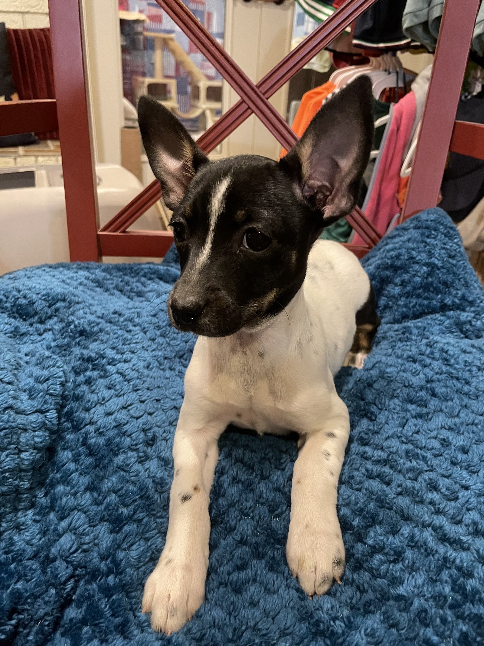 adoptable Dog in Texarkana, TX named Macy